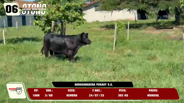 Lote LOTE 6 -DE JUNIOR