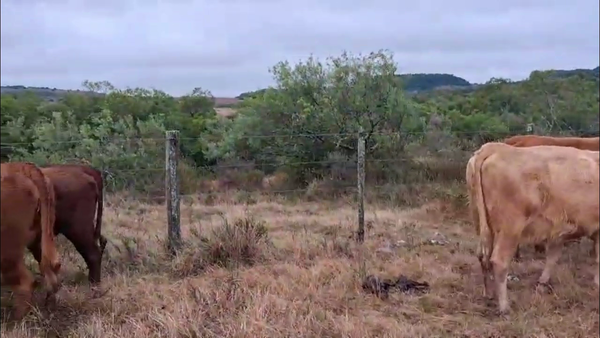 Lote VACAS PREÑADAS