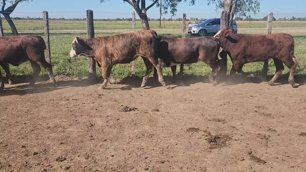 Lote 110 Terneros en Clorinda, Formosa