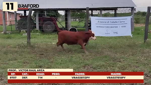 Lote LOTE 11