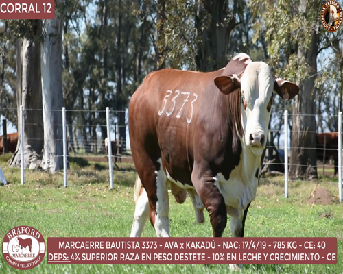 Lote Toro Braford Cabaña El Retiro