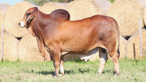 Lote LOTE 56