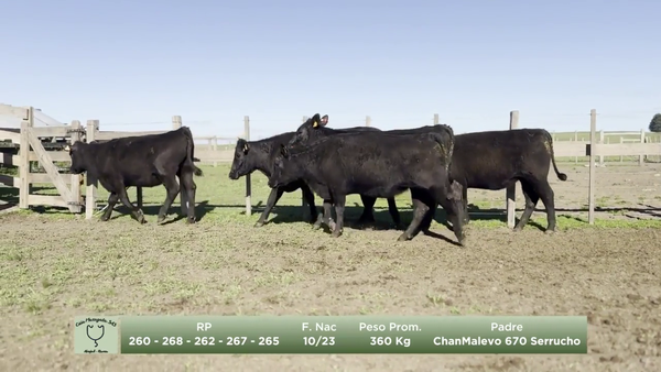 Lote Lote 1 - Maragata SAS