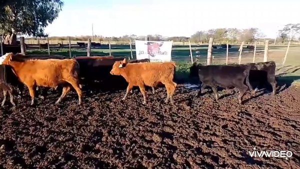 Lote 55 Terneros