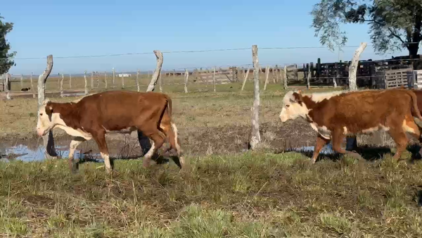 Lote 45 Terneros en Corrientes, Paso de Los Libres