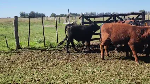 Lote 30 Terneros/as en Punta Indio, Buenos Aires