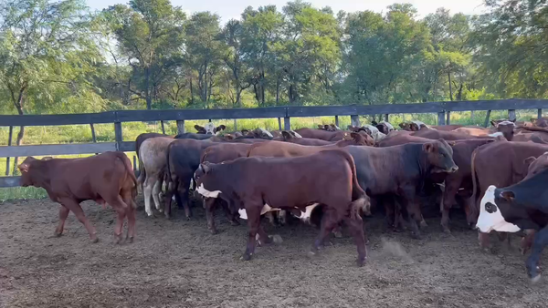 Lote 70 Terneros en Juan José Castelli, Chaco