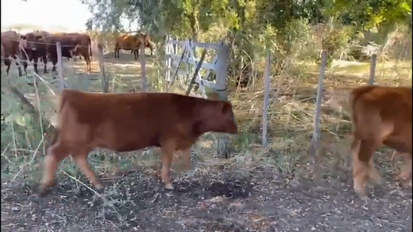 Lote 88 Terneros/as