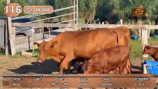 Lote LOTE 116 -EN VIVO