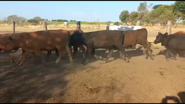 Lote 63 Novillitos en San Salvador, Entre Ríos