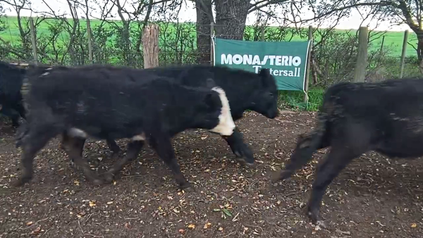 Lote 75 Terneras en Coronel Suarez