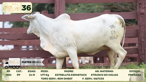 Lote LOTE 36