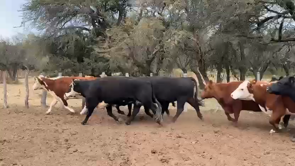 Lote 29 vacas preñadas