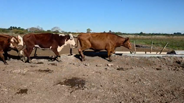 Lote 60 Vacas faena