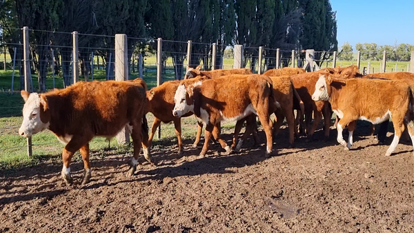 Lote 16 Terneros/as en Coronel Suarez, Buenos Aires
