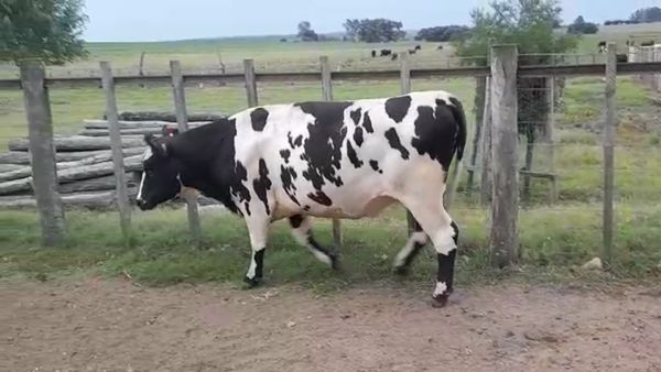 Lote (Vendido)Vaquillonas/Vacas Gordas 650kg -  en BARRA DE SAN JUAN