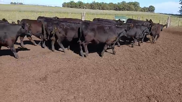 Lote 40 Terneros en Daireaux