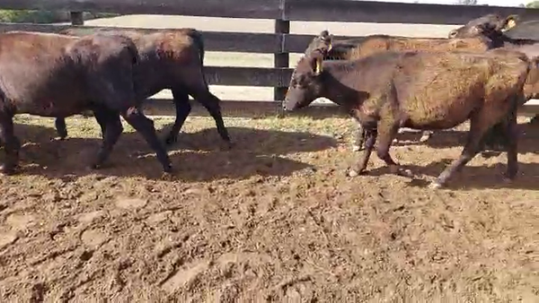 Lote 30 Vaquillonas  Angus en Rosario