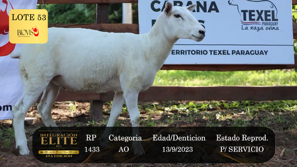 Lote LOTE 53