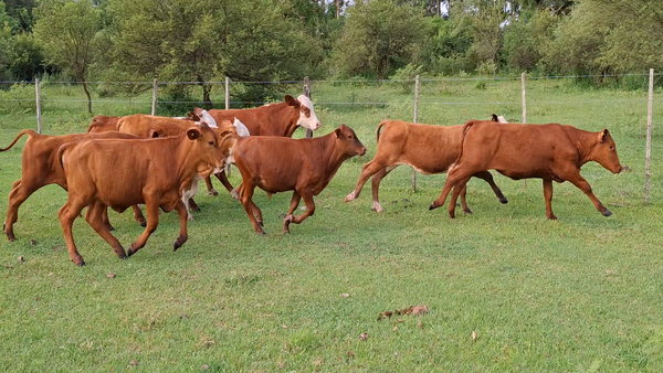 Lote 22 Terneros/as