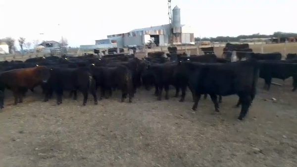 Lote 55 Terneros/as en Entre Ríos, Villaguay