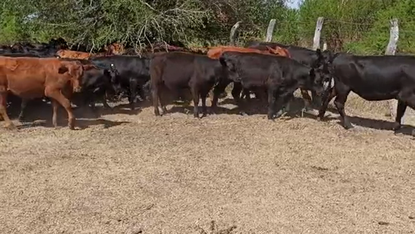 Lote 65 Terneros/as en San Salvador, Entre Ríos