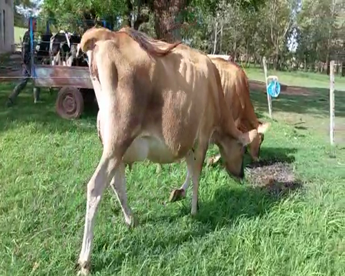 Lote 2 Vaquillonas  JERSEY 450kg - , San José