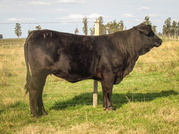 Lote KORAPI MARATON 1777