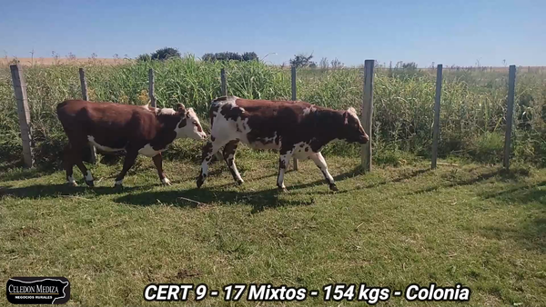 Lote 17 Terneros y Terneras en Colonia