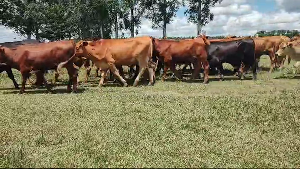 Lote 73 Novillos en Virasoro, Corrientes