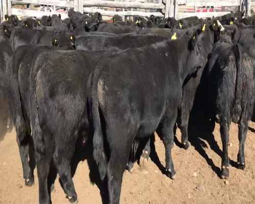 Lote 65 Ternero en Coyhaique, XI Región Aysén