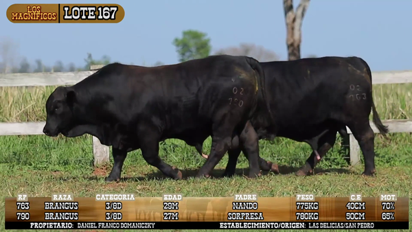 Lote LOTE 167