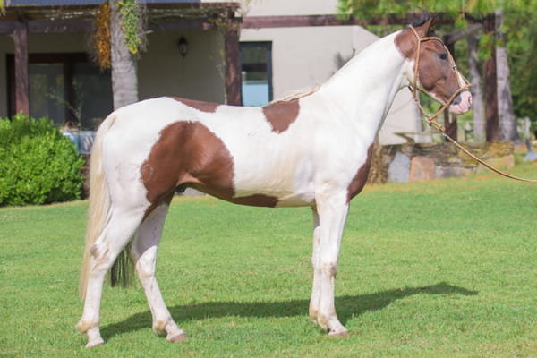 Lote Ruiseñor del Mavial