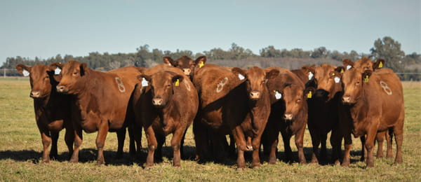 Lote Vaquillonas Angus PC Primavera