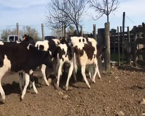Lote (Vendido)7 Terneros Holando 95kg -  en Chamizo