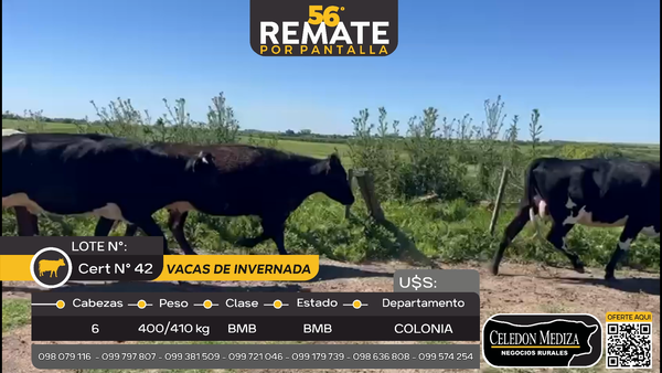 Lote 6 Vacas de Invernada en Otra Localidad, Colonia