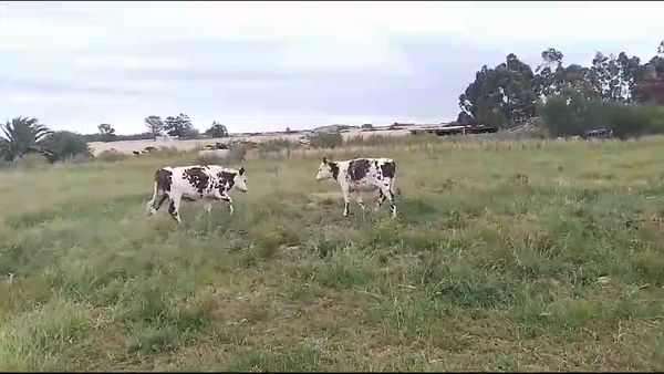 Lote (Vendido)2 Terneros Normando en Carreton