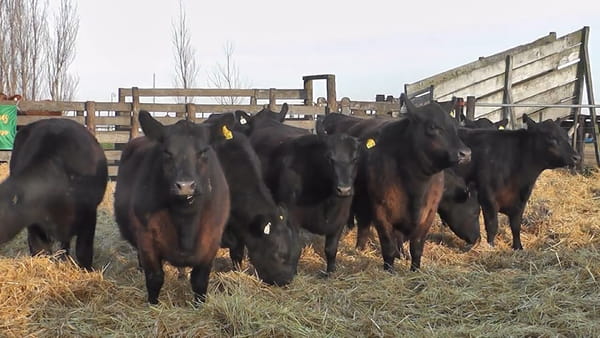 Lote “SAN BAUTISTA DEL SUR” “VAQUILLONAS MADRES ANGUS SELECCIONADAS CON GARANTÍA DE PREÑEZ”