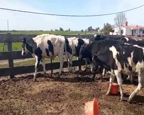 Lote (Vendido)19 Novillos holando 290kg -  en kiyu