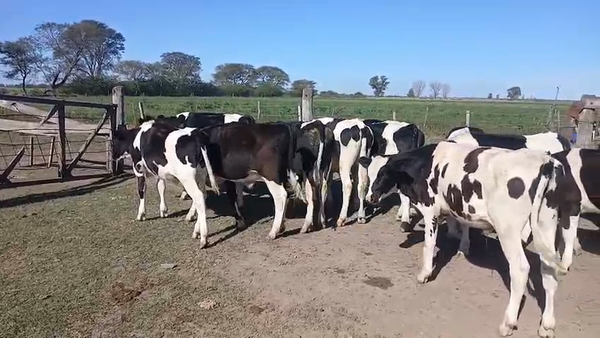 Lote 18 Novillitos Holando en Fidela, Santa Fe