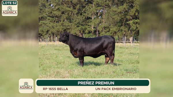 Lote LOTE 52