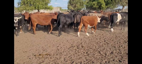 Lote 32 Novillos en Villaguay, Entre Ríos