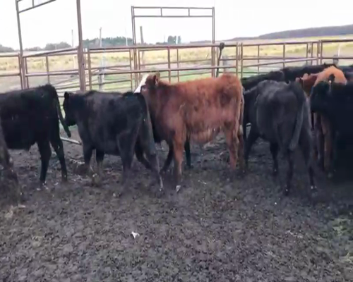 Lote 35 Terneros en Lobos, Buenos Aires