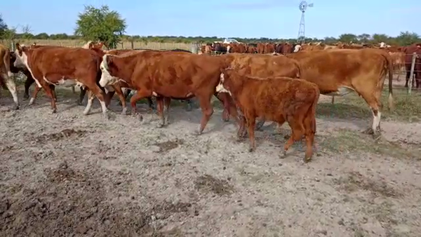 Lote 37 Vacas Y 2 Toros Braford en Campo Andino, Santa Fe