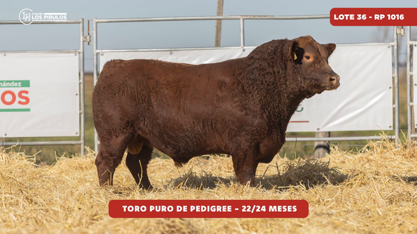 Lote TOROS PUROS DE PEDIGREE - 22/24 meses