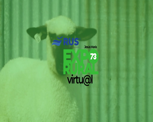 Lote BORREGA HAMPSHIRE DOWN