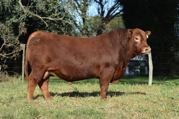 Lote 563 QUEBRAN PROLIJO (colorado)