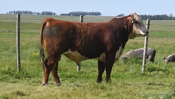 Lote 2 Toros, San José