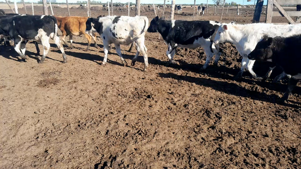 Lote 40 Terneros Holando en Morteros, Córdoba