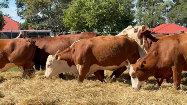 Lote 34 Vacas nuevas Preñadas en Corrientes, Curuzú-Cuatiá